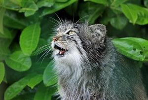 Feuille à chat verte