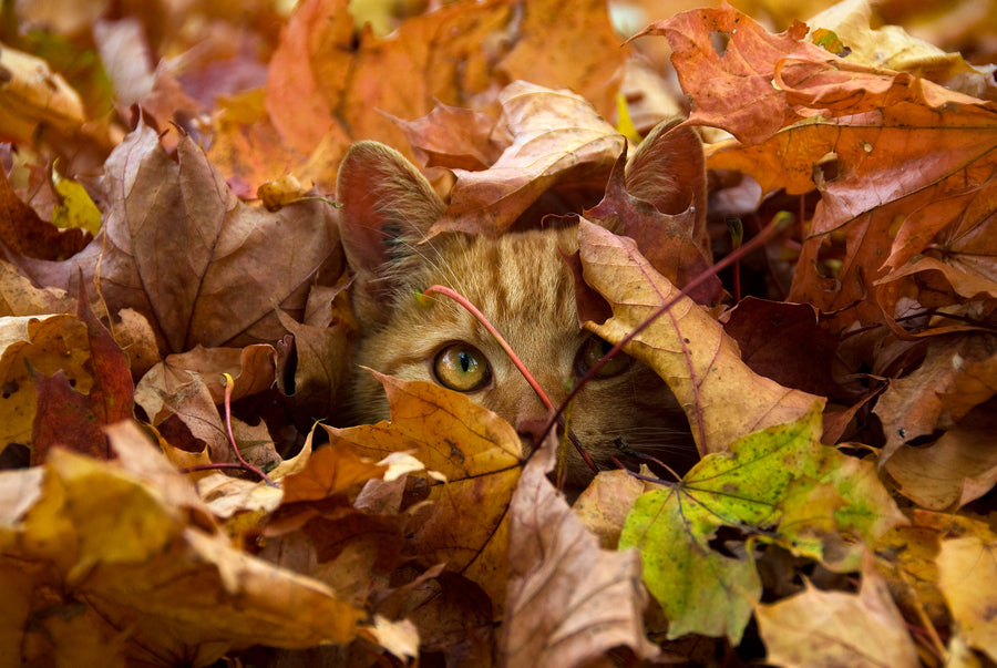 Hoja de gato súper frescas